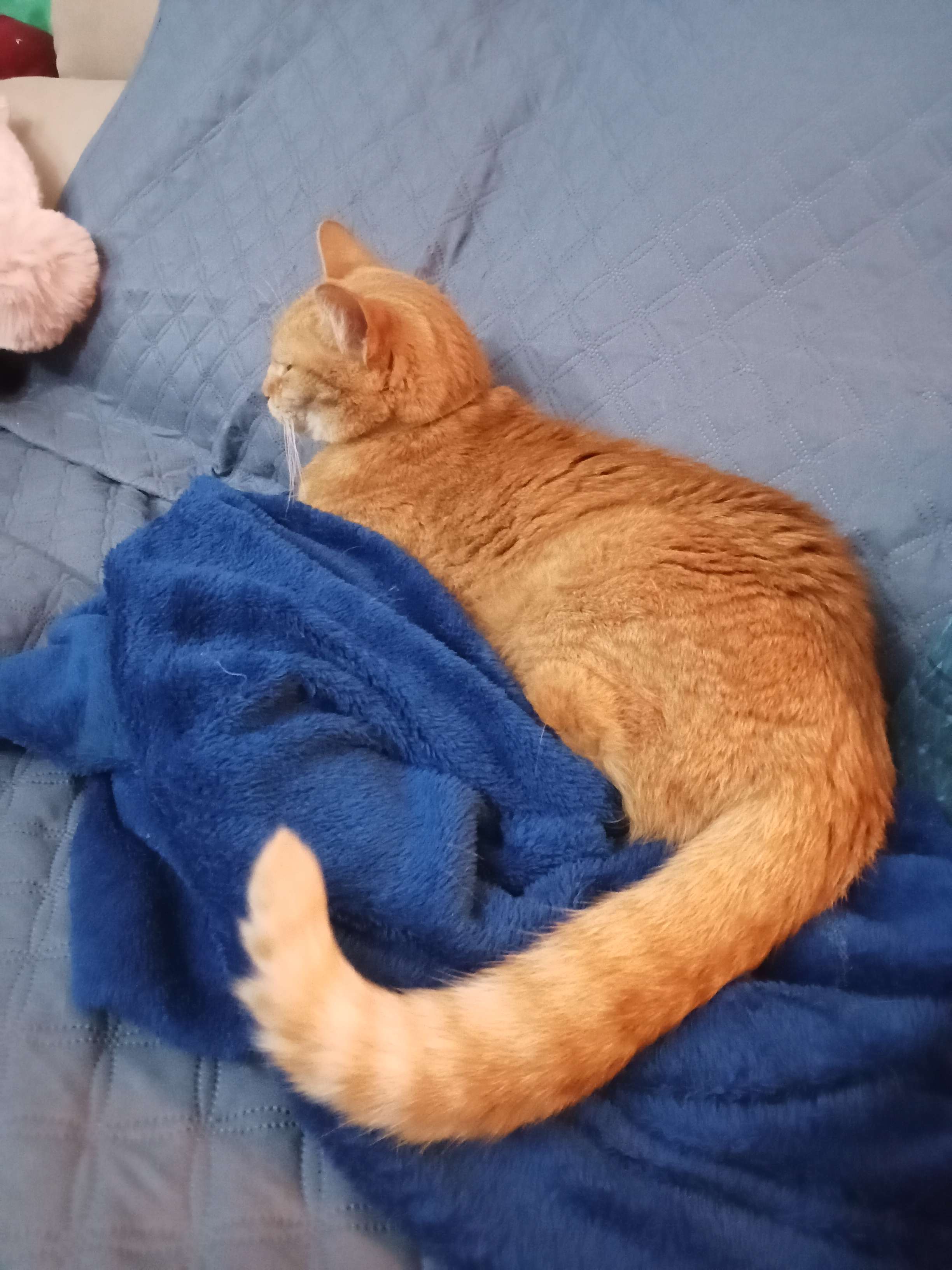 grandmas cat, sofia! shes sassy and scratches easily, but if you give her space she will nestle on ur lap and be super clingy <3